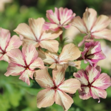 Phlox Crème Brulée (Samen)