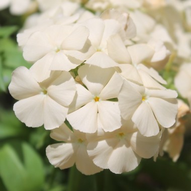 Phlox Isabellina (Samen)