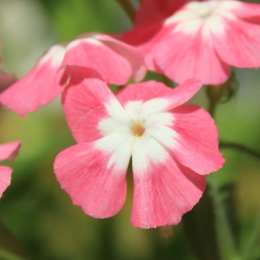 Phlox Leopoldii (Samen)