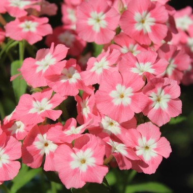Phlox Leopoldii (Samen)