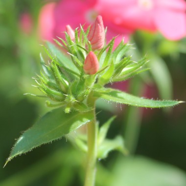 Phlox Beauty Salmon (Samen)