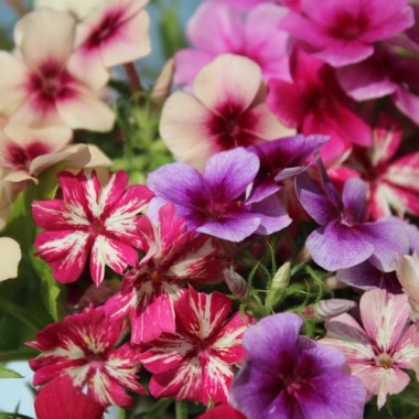 Phlox Starry Eyes (Samen)