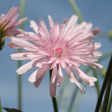 Pippau rosa (Samen)