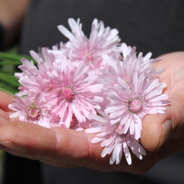 Pippau rosa (Samen)