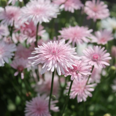Pippau rosa (Samen)