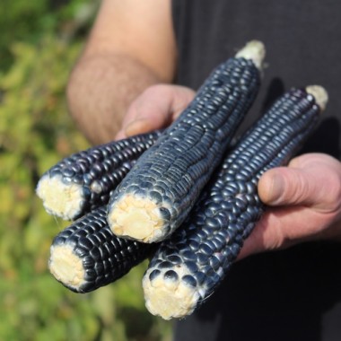 Polenta-Mais Schwarzer Tessiner (Samen)