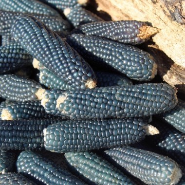 Popmais Miniature Blue (Samen)