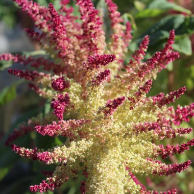Popp-Amaranth Alegria (Samen)