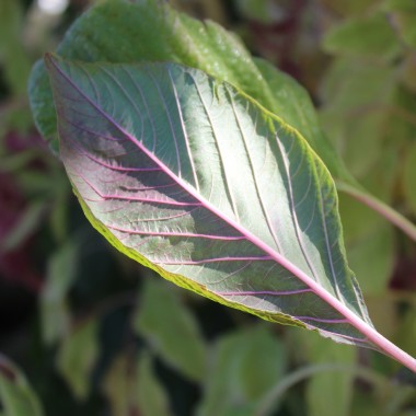 Popp-Amaranth Alegria (Samen)