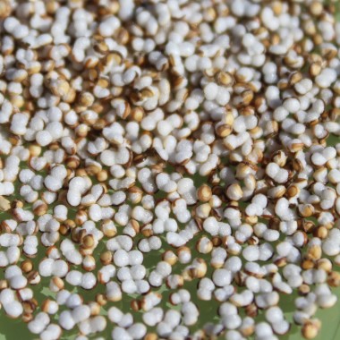 Popp-Amaranth Alegria (Samen)
