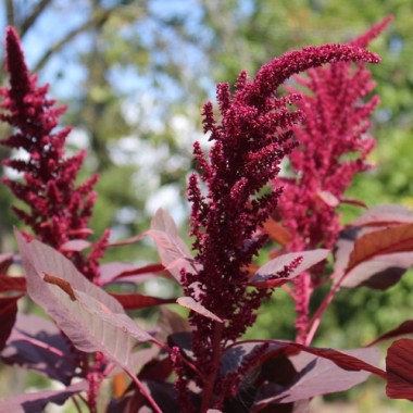 Popp-Amaranth Red Garnet  (Samen)