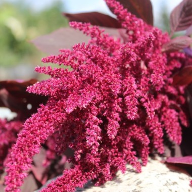 Popp-Amaranth Red Garnet  (Samen)