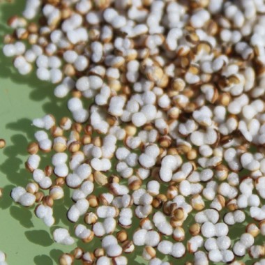 Popp-Amaranth Red Garnet  (Samen)