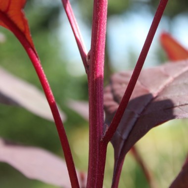Popp-Amaranth Red Garnet  (Samen)
