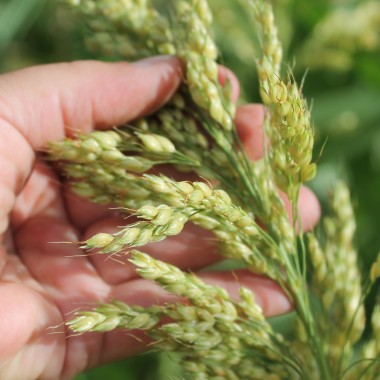 Popp-Hirse (Samen)