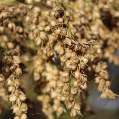 Popp-Hirse (Samen)