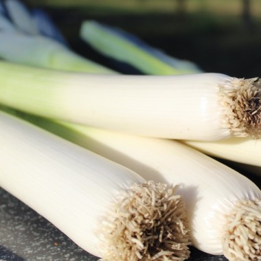 Porree Bulgarian Giant (Samen)