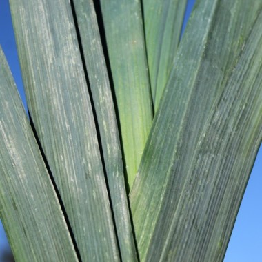 Preview: Porree Giant Winter (Samen)