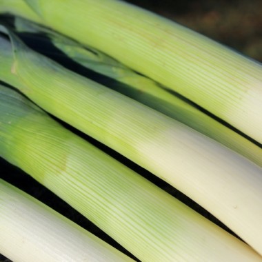 Porree Giant Winter (Samen)