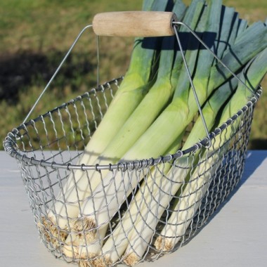 Porree Carentan (Samen)