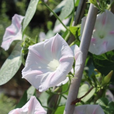 Neu! Prunkwinde Shiva (Samen)