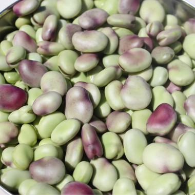 Puffbohne Extra Precoce a Grano Violetto (Samen)