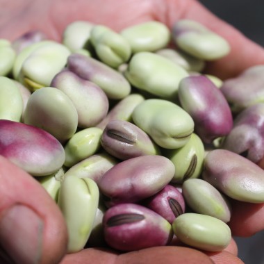 Puffbohne Extra Precoce a Grano Violetto (Samen)