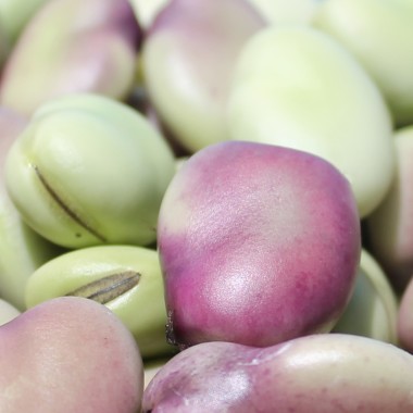 Puffbohne Extra Precoce a Grano Violetto (Samen)