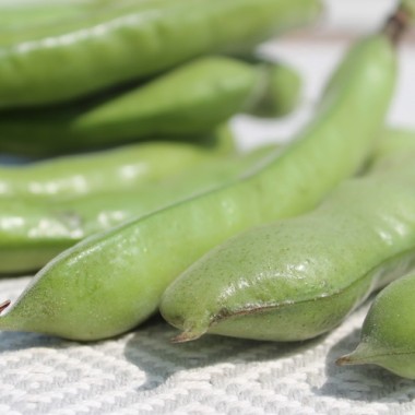 Puffbohne Sciabola Verde (Samen)
