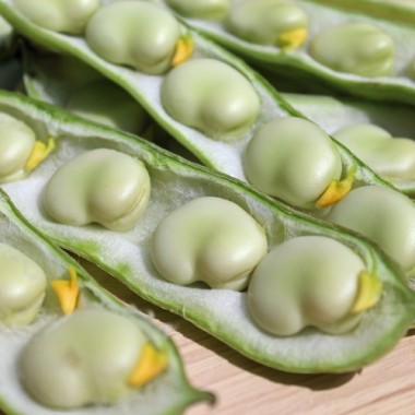 Puffbohne Sciabola Verde (Samen)