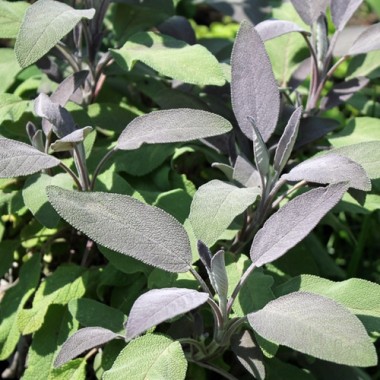 Purpursalbei (Pflanze)