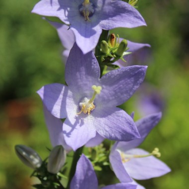 Pyramiden-Glockenblume blau (Samen)
