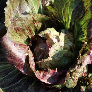 Radicchio Variegata di Chioggia (Samen)