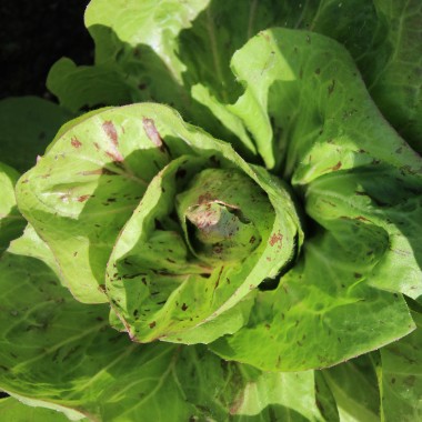 Radicchio Variegata di Lusia (Samen)