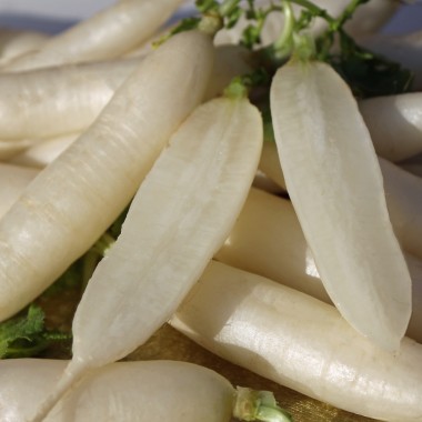 Radieschen Eiszapfen (Samen)
