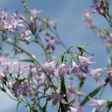 Rapunzelglockenblume (Samen)