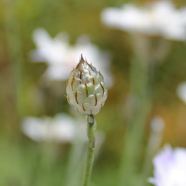 Rasselblume weiß (Samen)