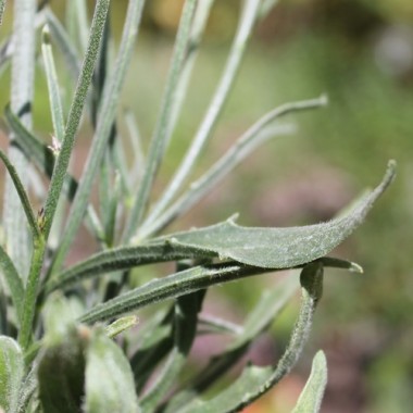 Rasselblume weiß (Samen)