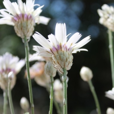 Rasselblume weiß (Samen)