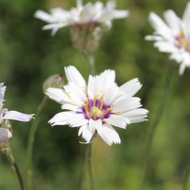 Rasselblume weiß (Samen)