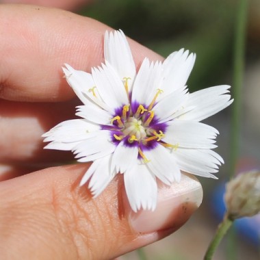 Rasselblume weiß (Samen)