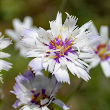 Rasselblume weiß (Samen)