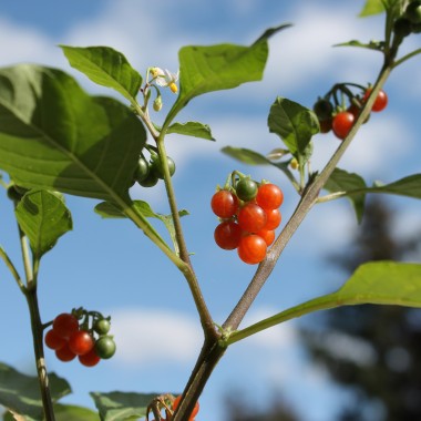 Red-Berry Nightshade (Samen)
