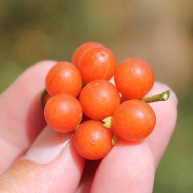 Red-Berry Nightshade (Samen)
