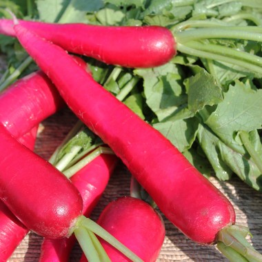 Rosa-roter Rettich 'Ostergruß' Samen – 100 Samenfeste Samen, Frühe Sorte | Für Den Eigenen Garten Rosa-roter Rettich 'Ostergruß' Samen – 100 Samenfeste Samen, Frühe Sorte | Für Den Eigenen Garten