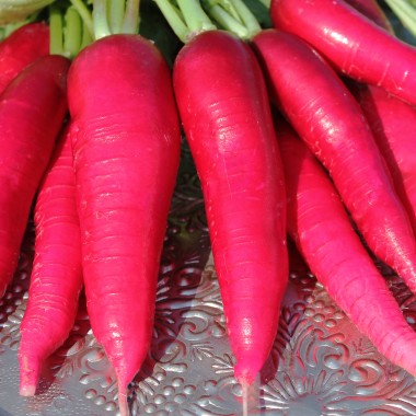 Rettich Ostergruß rosa (Samen)