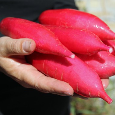 Rettich Ostergruß rosa (Samen)