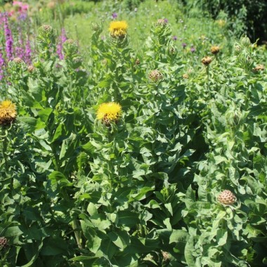 Riesen-Flockenblume (Samen)