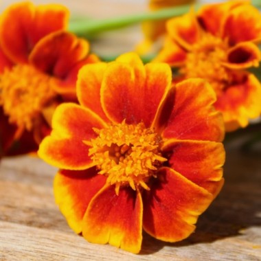 Riesen-Blutorangengewürztagetes (Samen)
