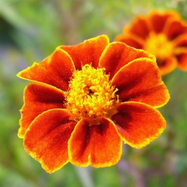 Riesen-Blutorangengewürztagetes (Samen)